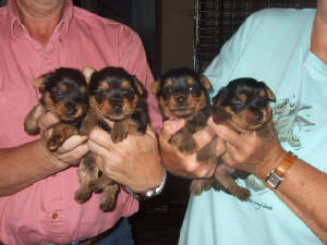 cynpups25days.jpg