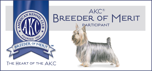 silkterrier_bom_banner-2.jpg